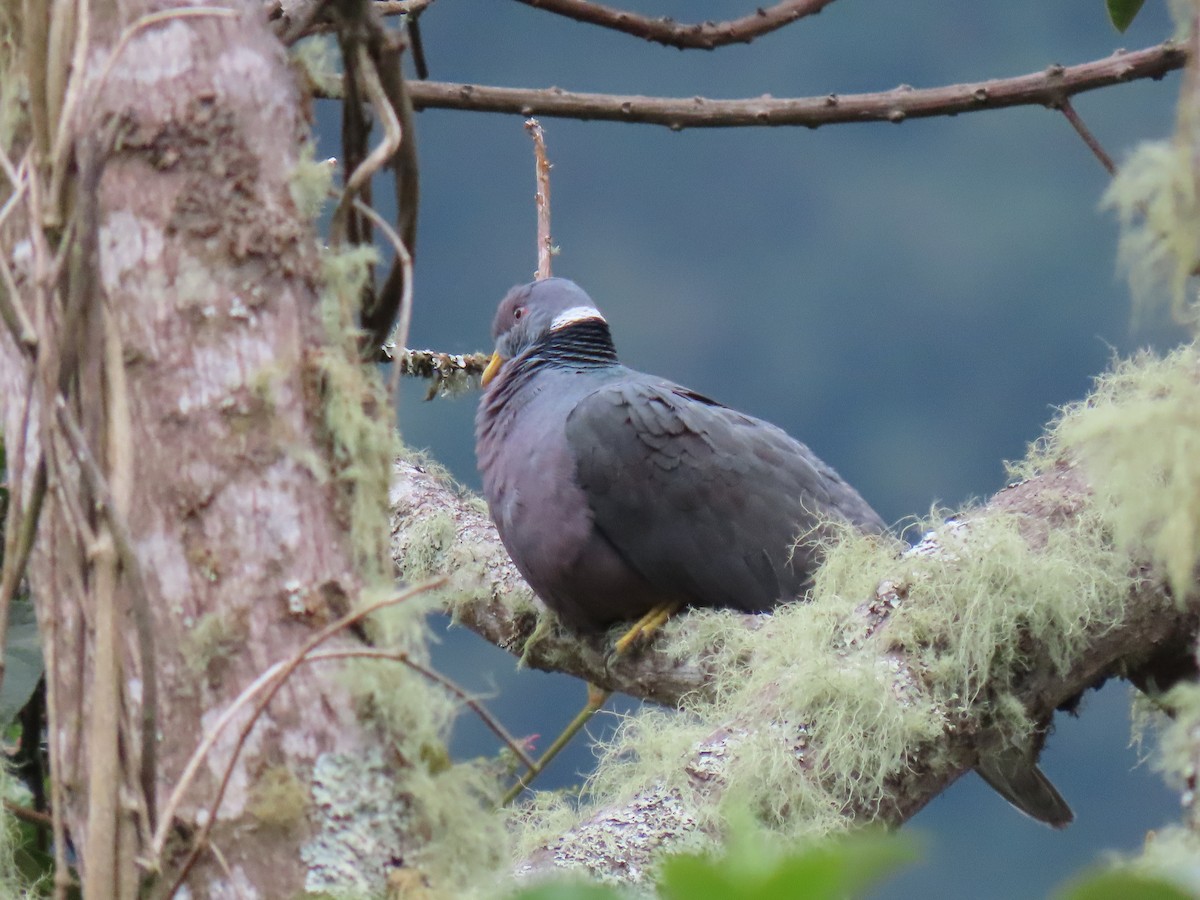 Band-tailed Pigeon - ML618531422