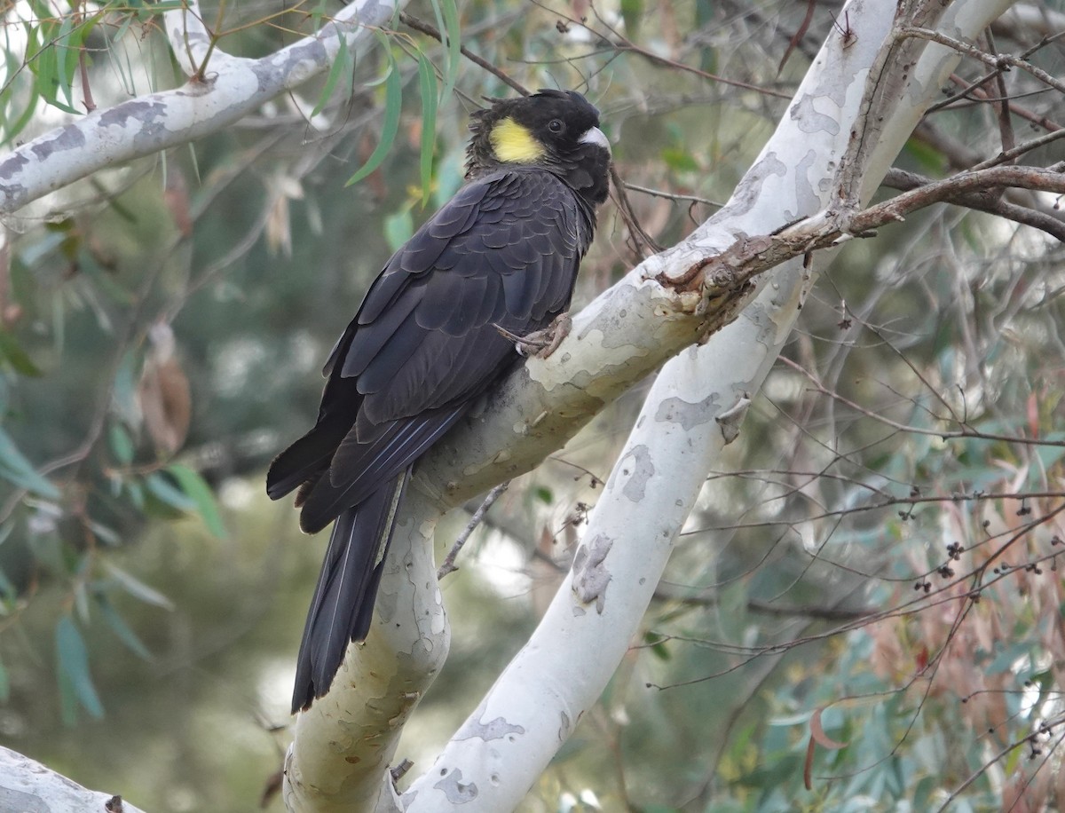 Yellow-tailed Black-Cockatoo - ML618531461