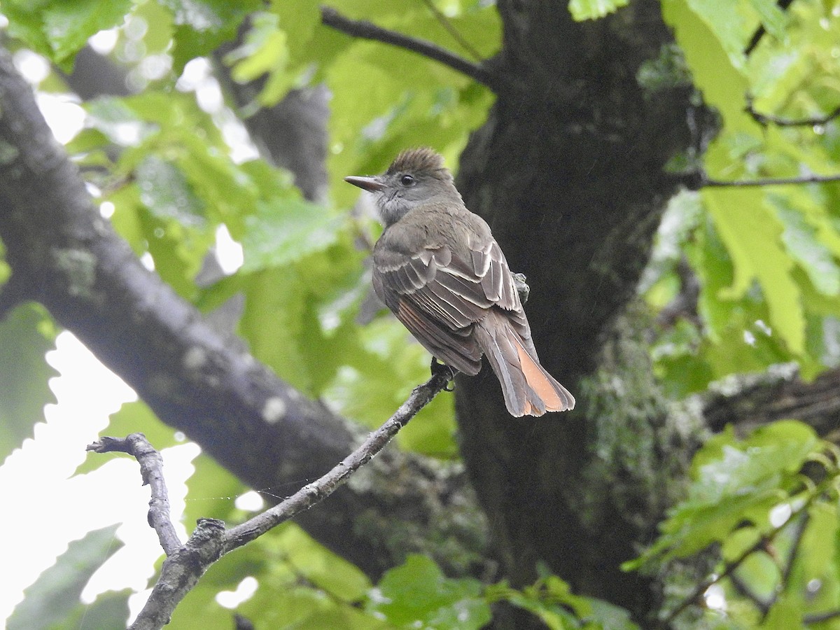 Great Crested Flycatcher - ML618531499