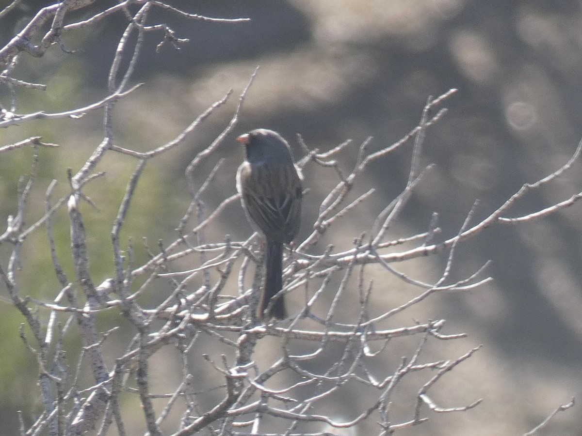 Black-chinned Sparrow - ML618531503