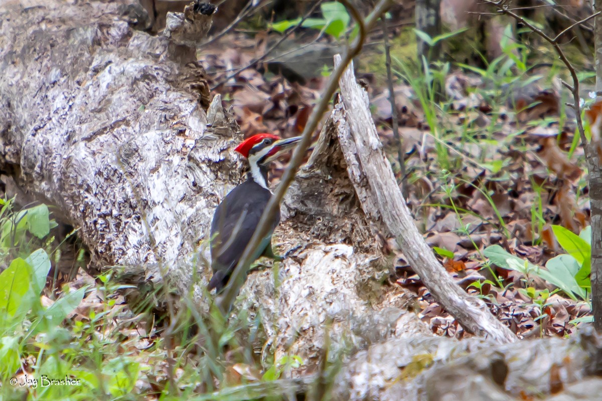 Pileated Woodpecker - ML618531537