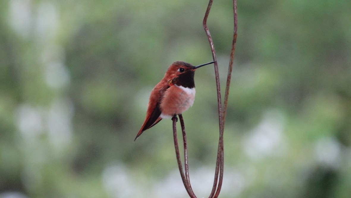 Rufous Hummingbird - ML618531565