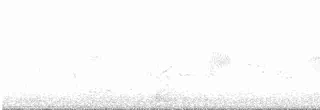 Kuzeyli Sert Kanatlı Kırlangıç - ML618531576