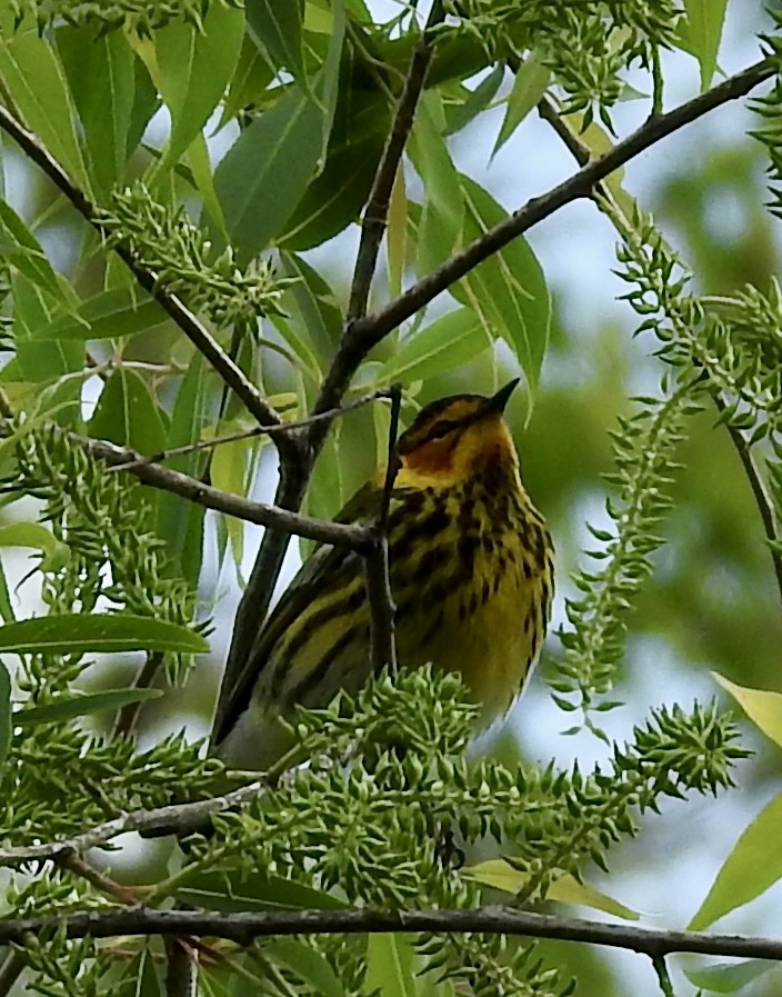 Cape May Warbler - ML618531608