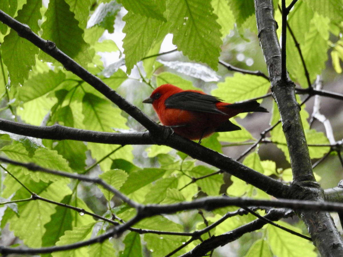 Scarlet Tanager - ML618531613