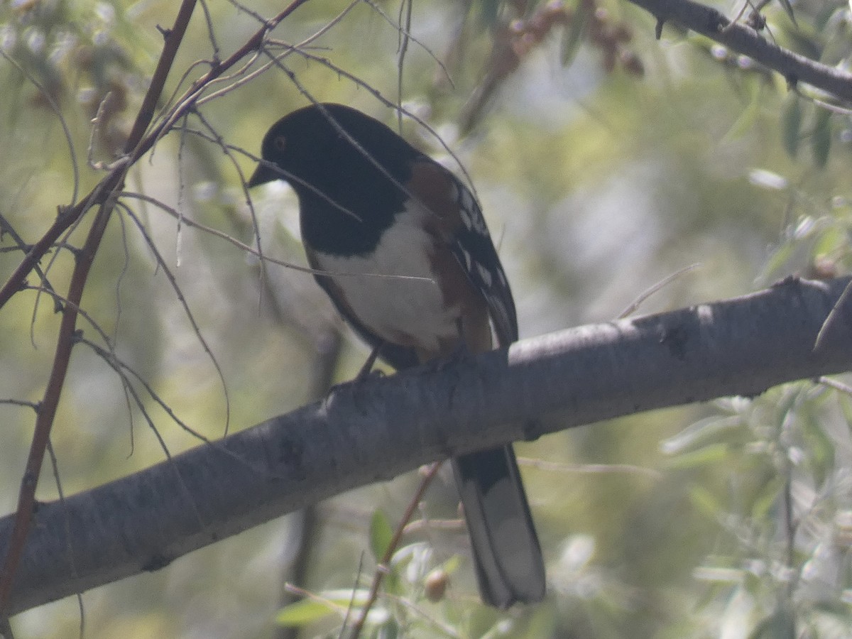 Spotted Towhee - ML618531656