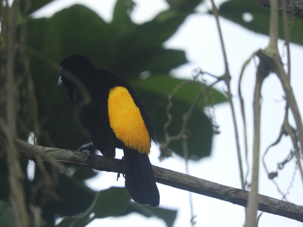Flame-rumped Tanager - ML618531692