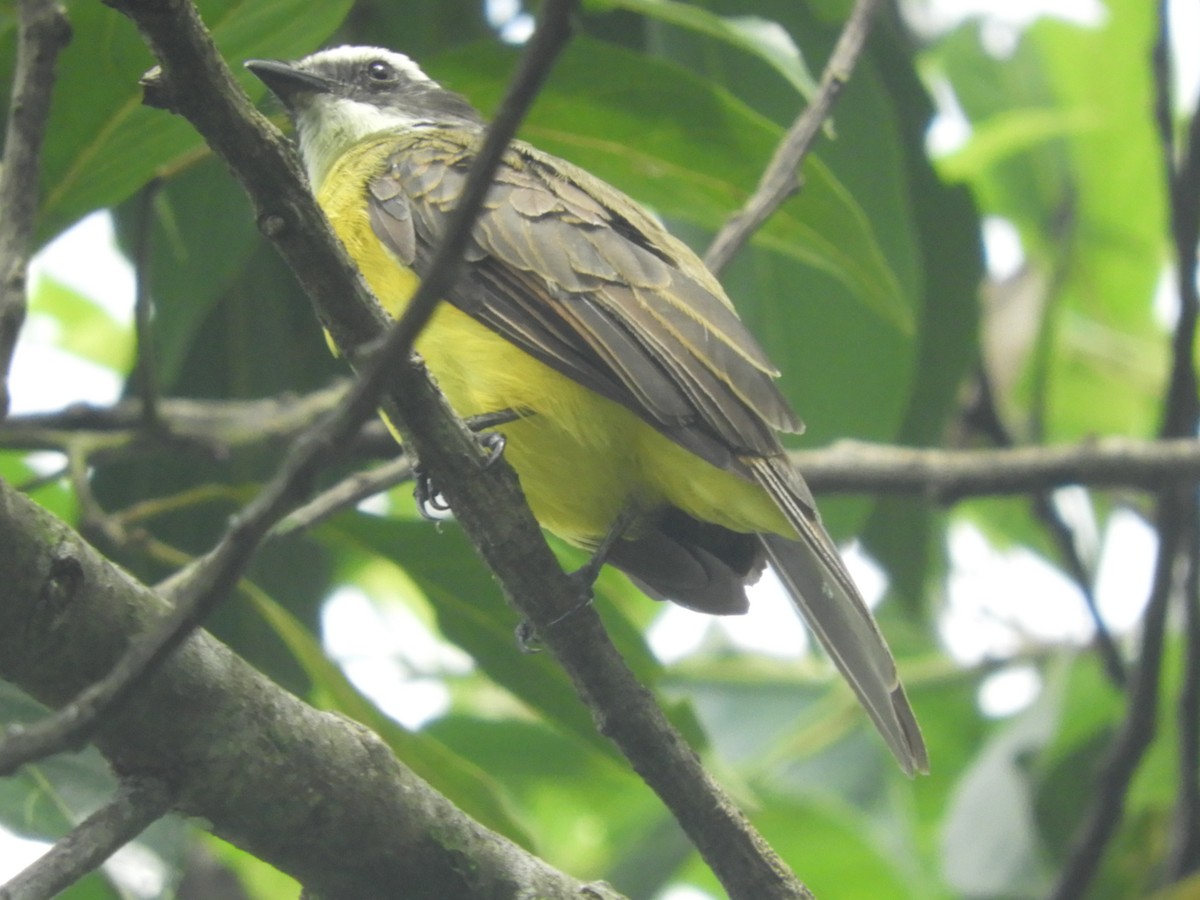 Flame-rumped Tanager - ML618531694