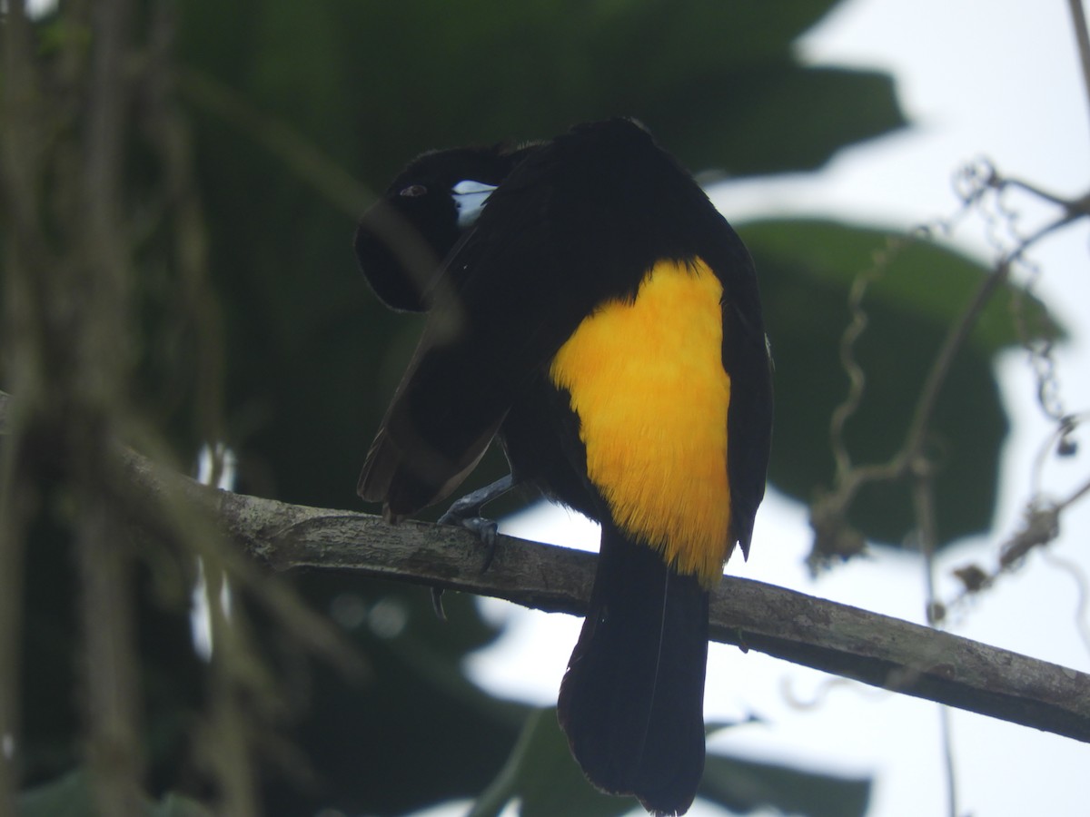 Flame-rumped Tanager - ML618531696