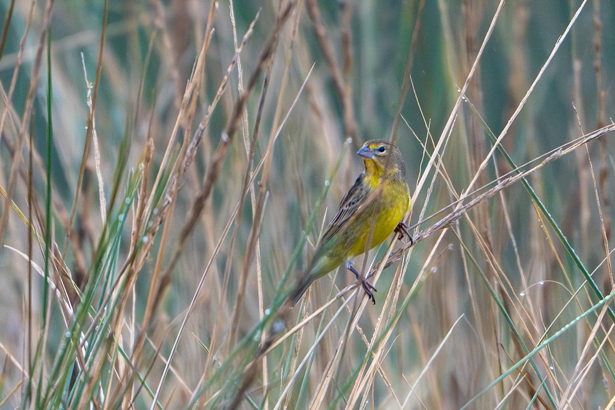 Grassland Yellow-Finch - ML618531701