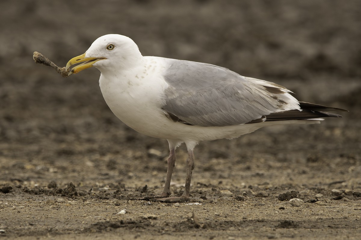 Herring Gull (American) - ML618531729