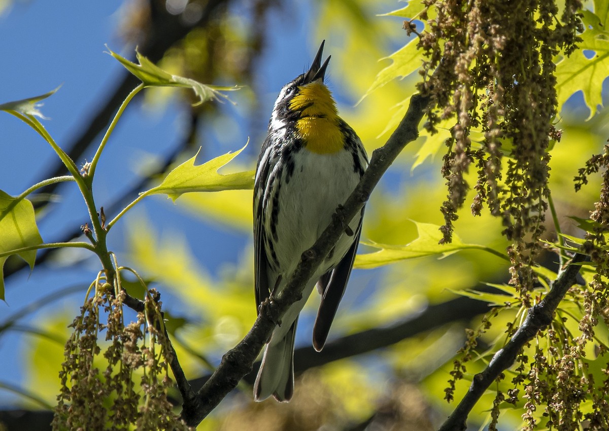 Yellow-throated Warbler - ML618531734