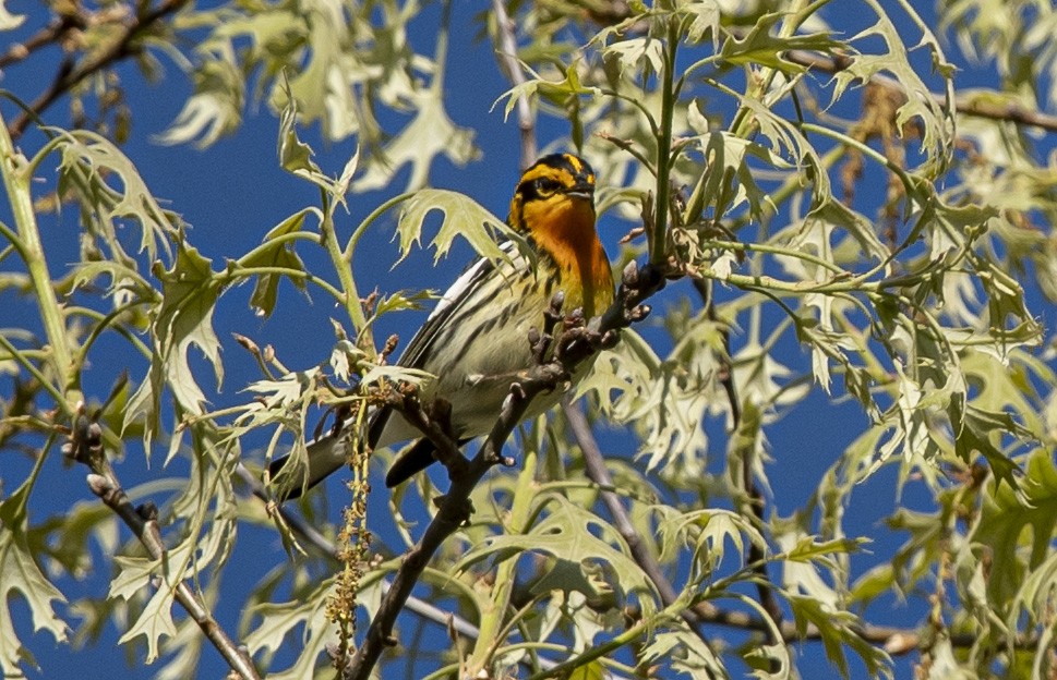 Blackburnian Warbler - John Longhenry