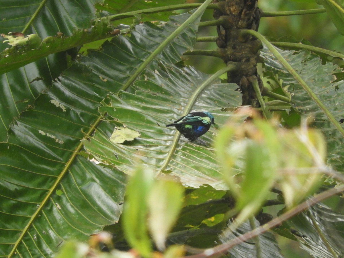 Blue-necked Tanager - ML618531800