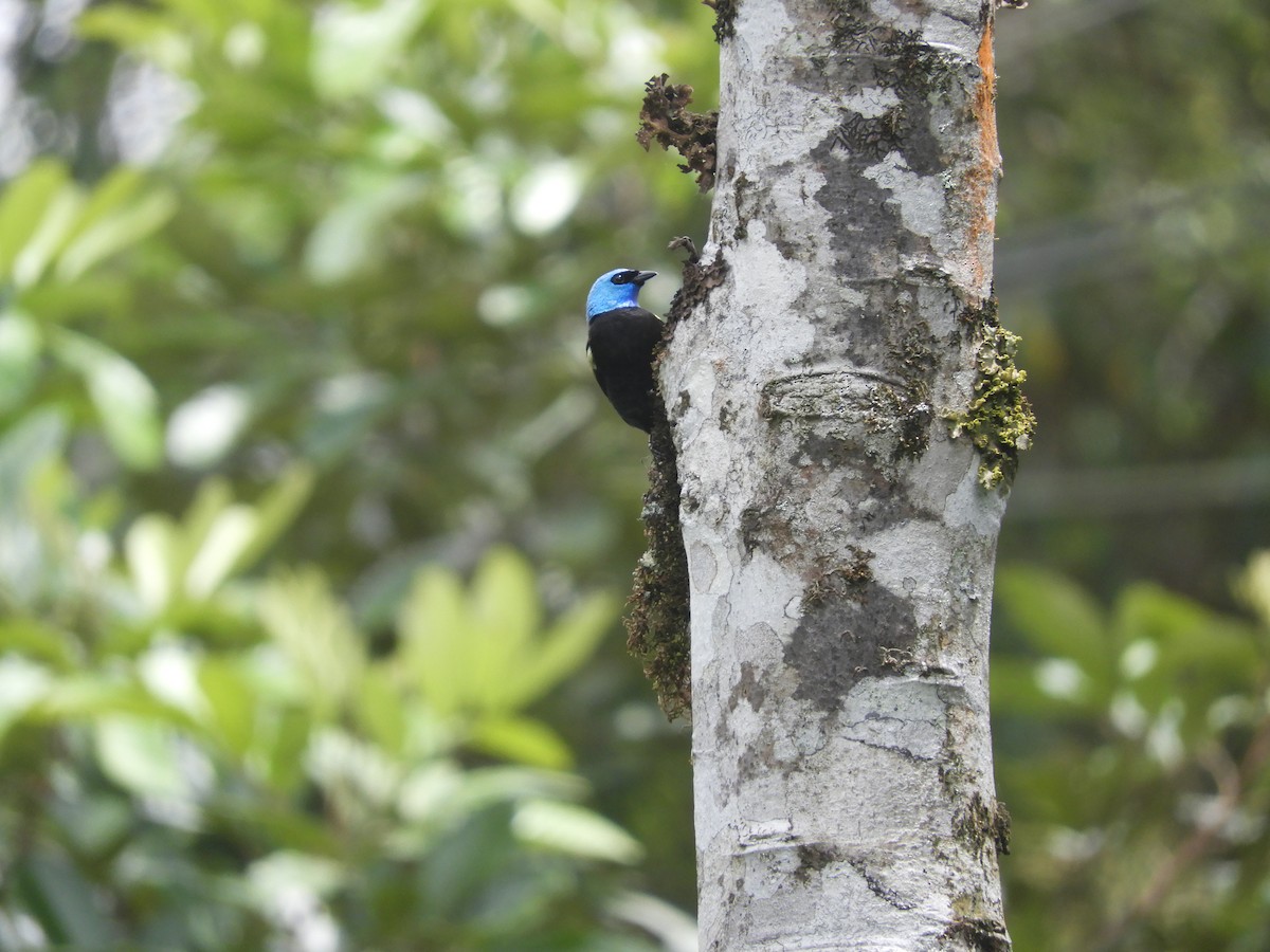 Blue-necked Tanager - ML618531801