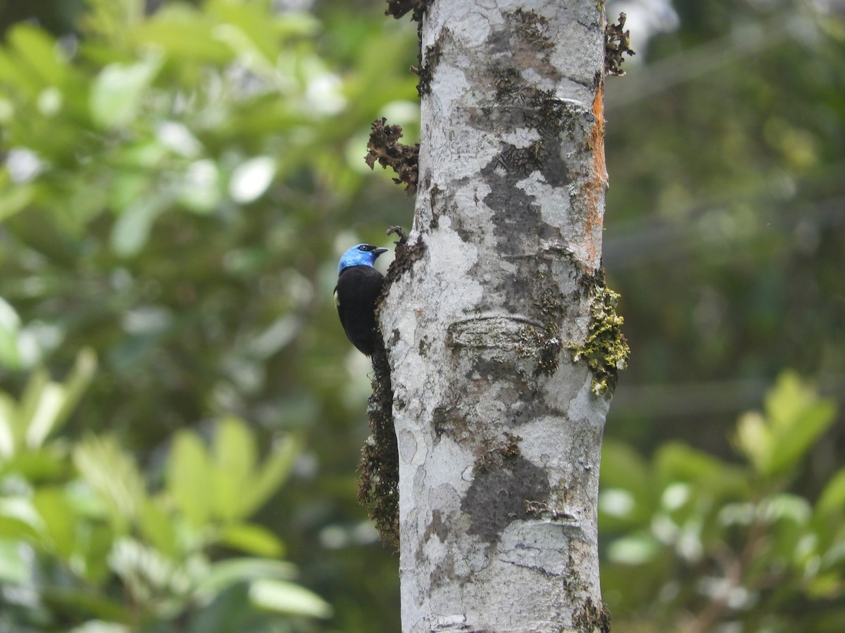 Blue-necked Tanager - ML618531803