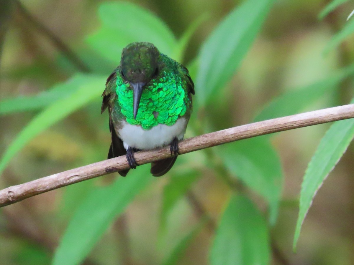 Snowy-bellied Hummingbird - ML618531806