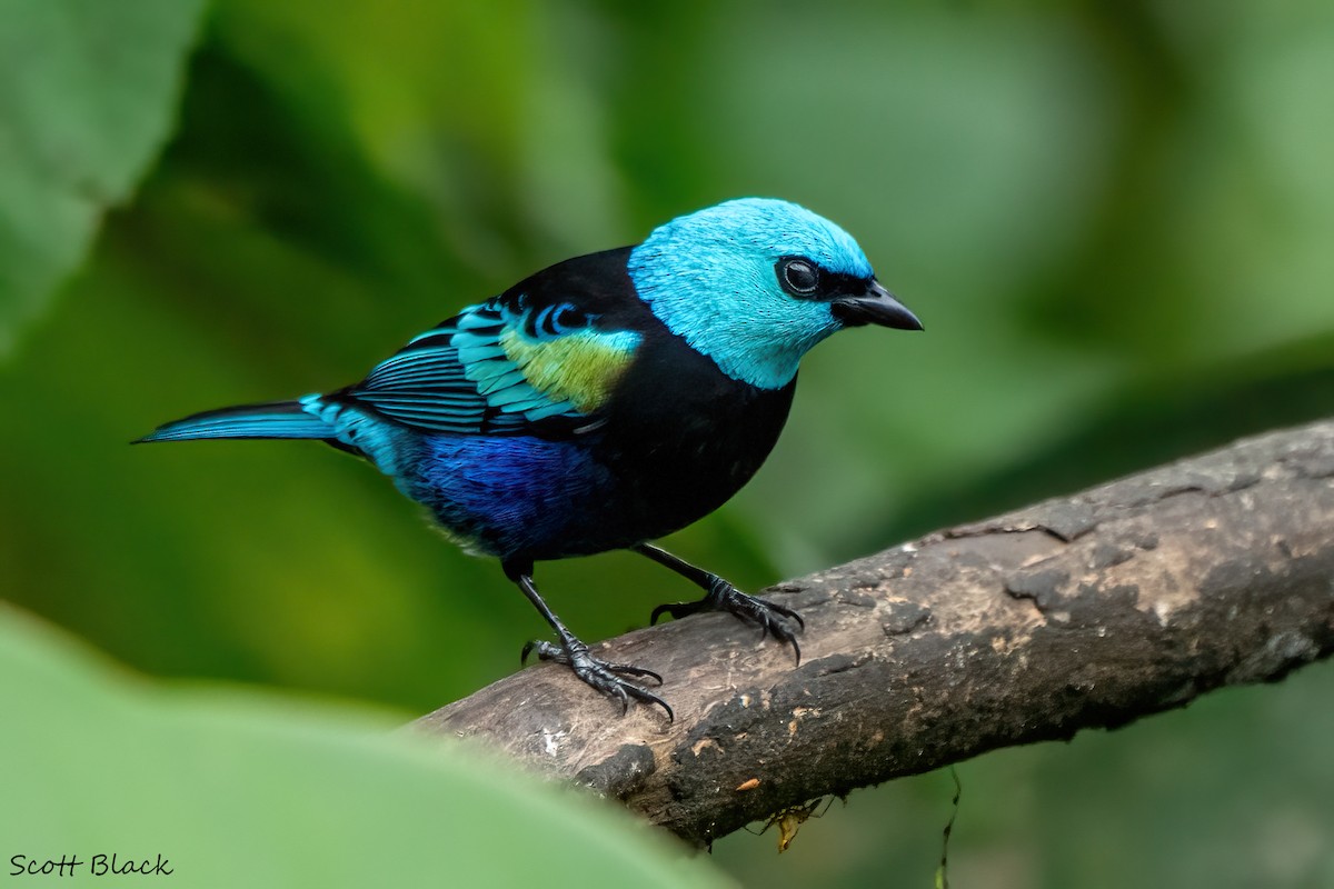 Blue-necked Tanager - ML618531809