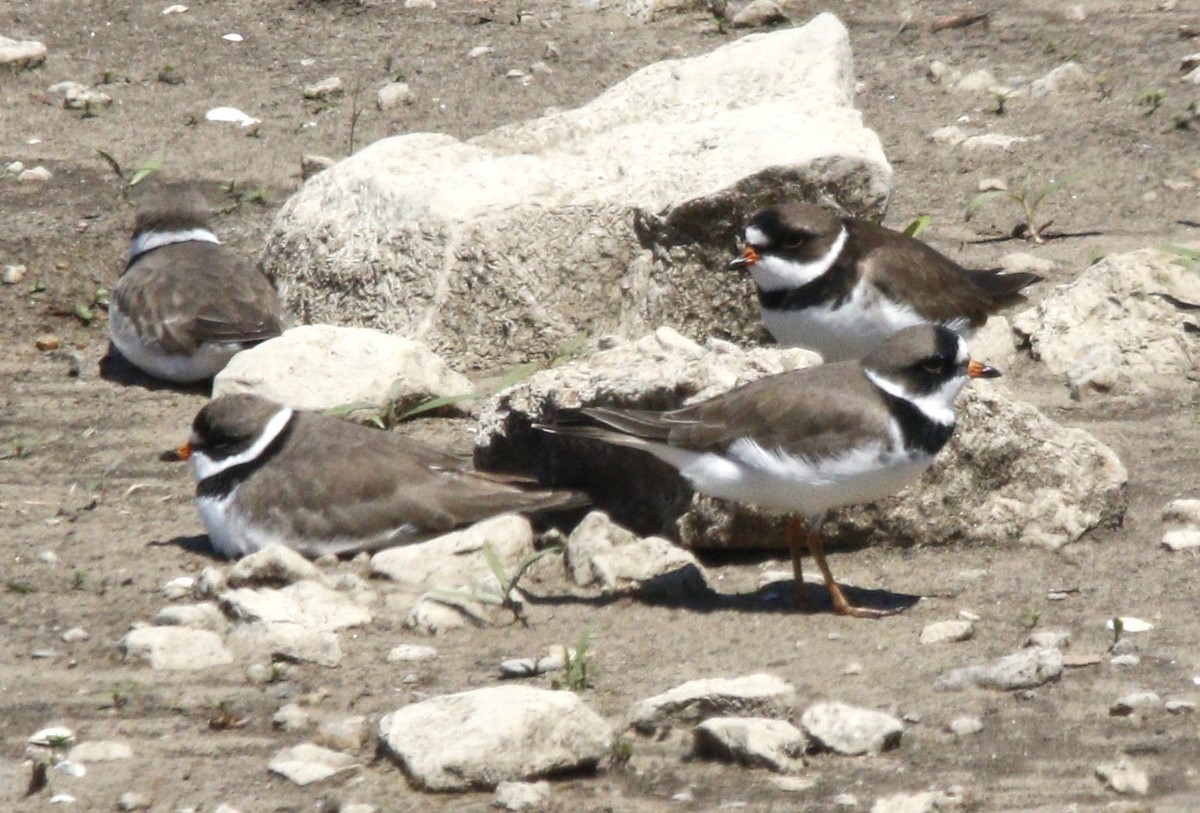Semipalmated Plover - ML618531842