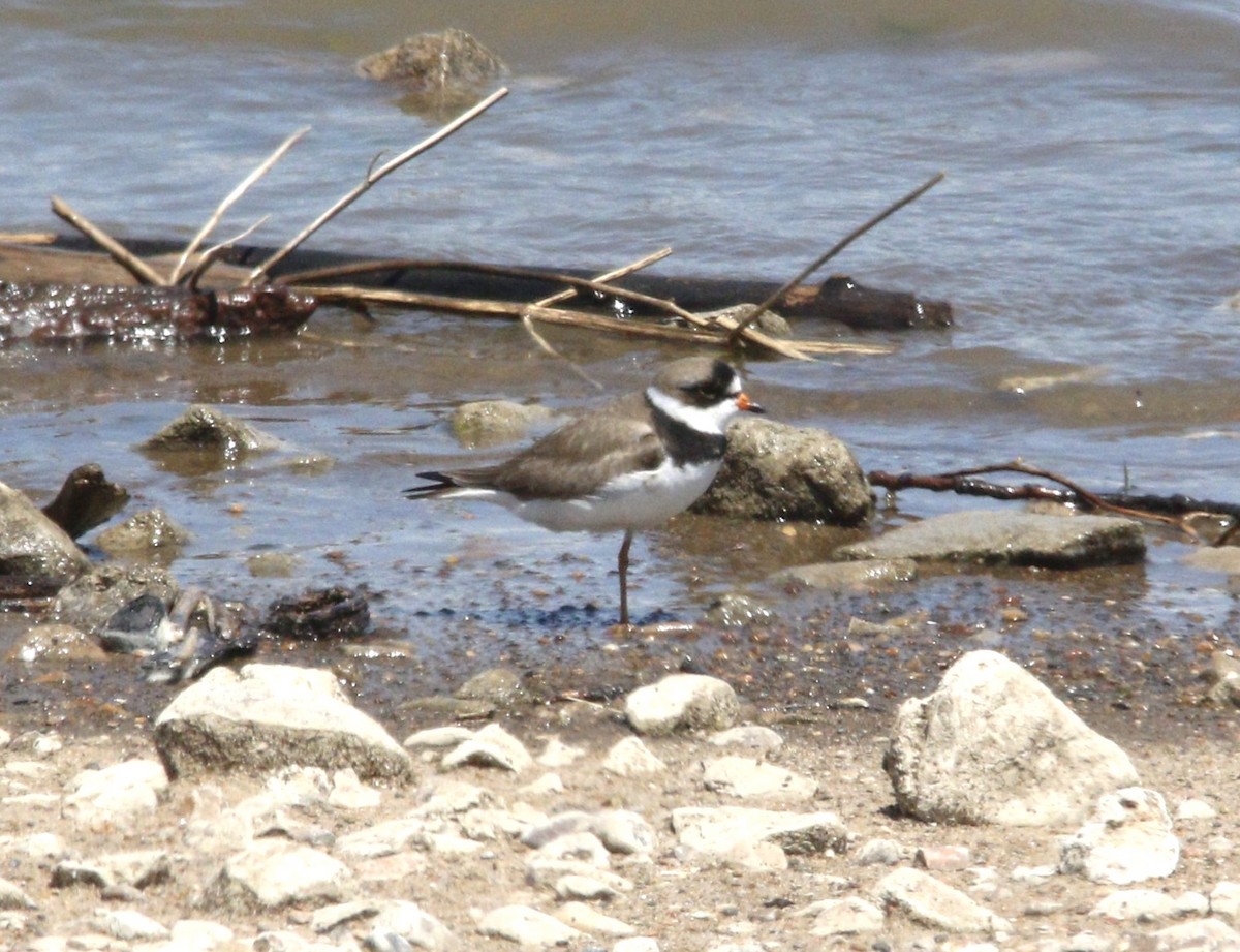 Semipalmated Plover - ML618531844