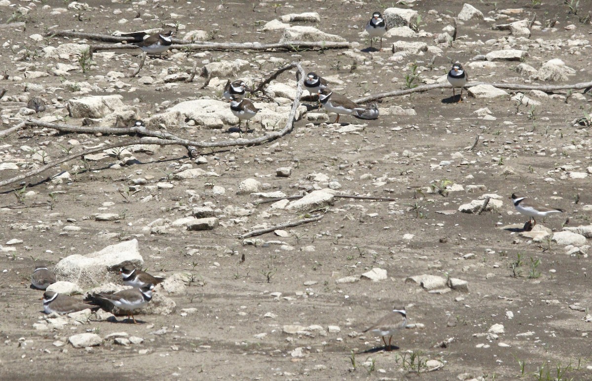 Semipalmated Plover - ML618531846