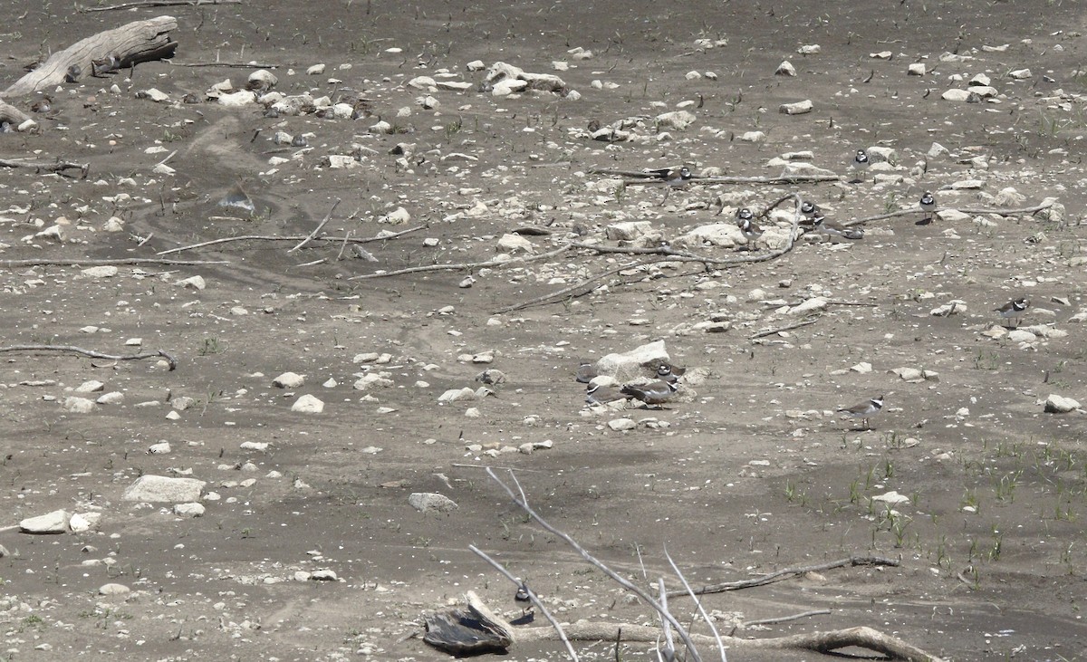 Semipalmated Plover - ML618531847