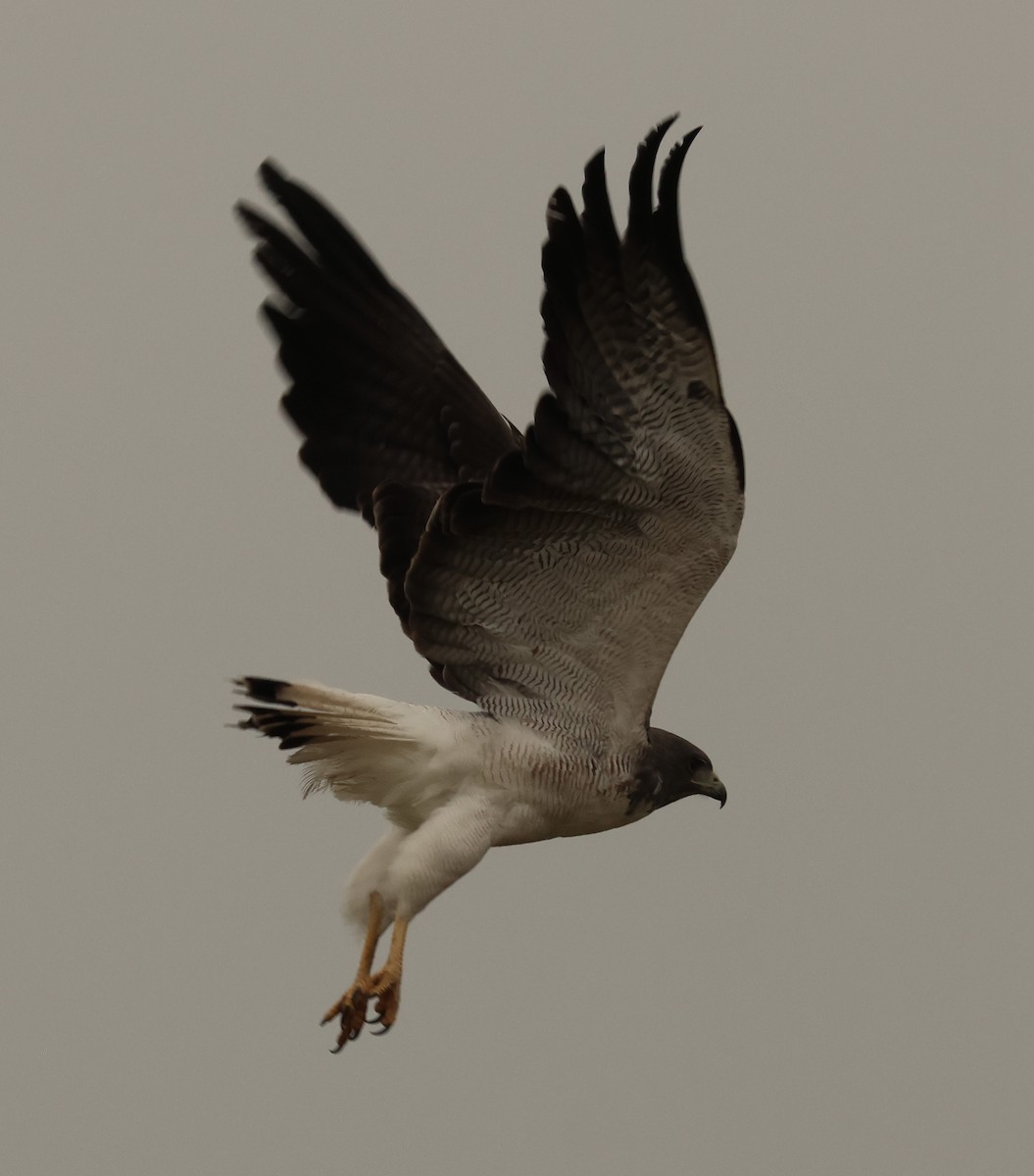 White-tailed Hawk - ML618531853