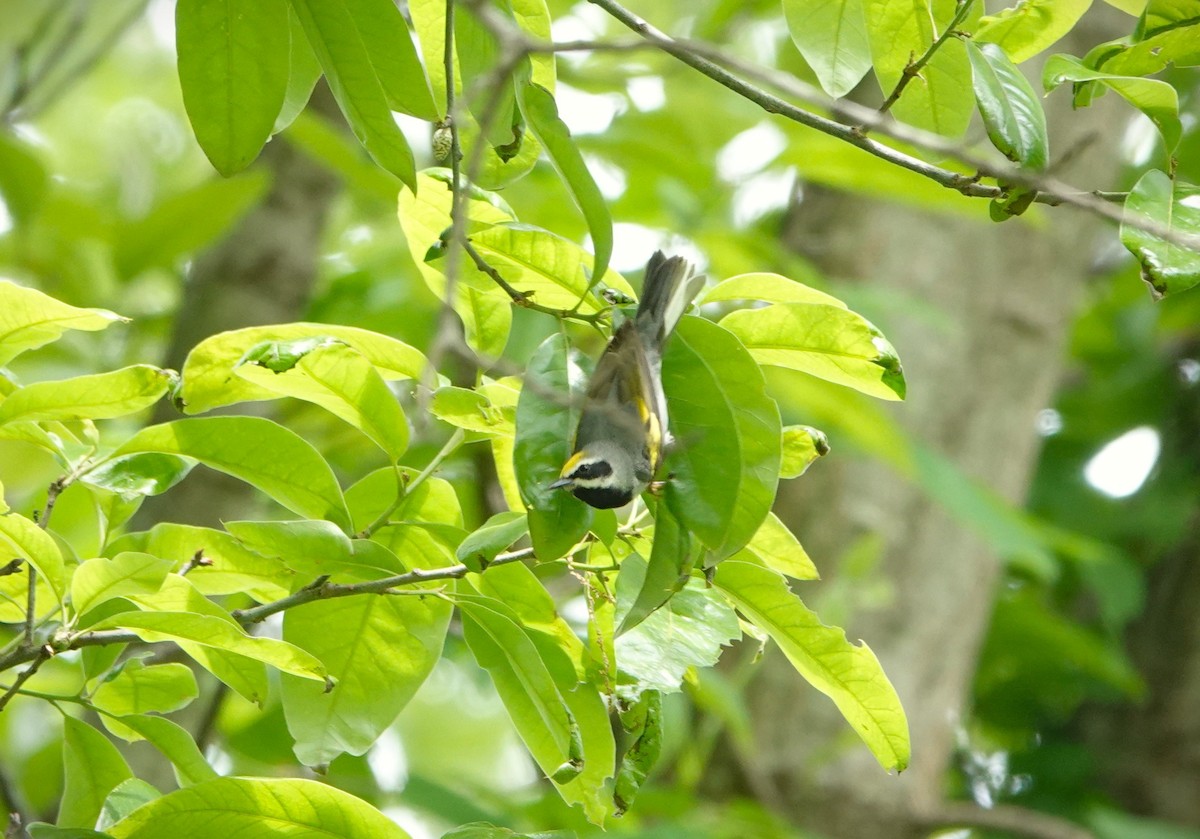 Golden-winged Warbler - ML618531857