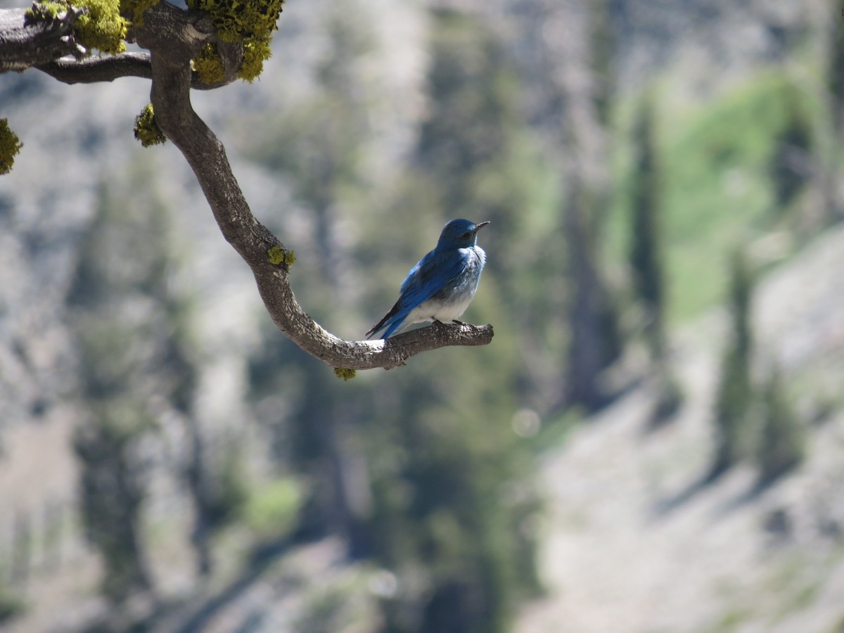 Mountain Bluebird - ML618531881