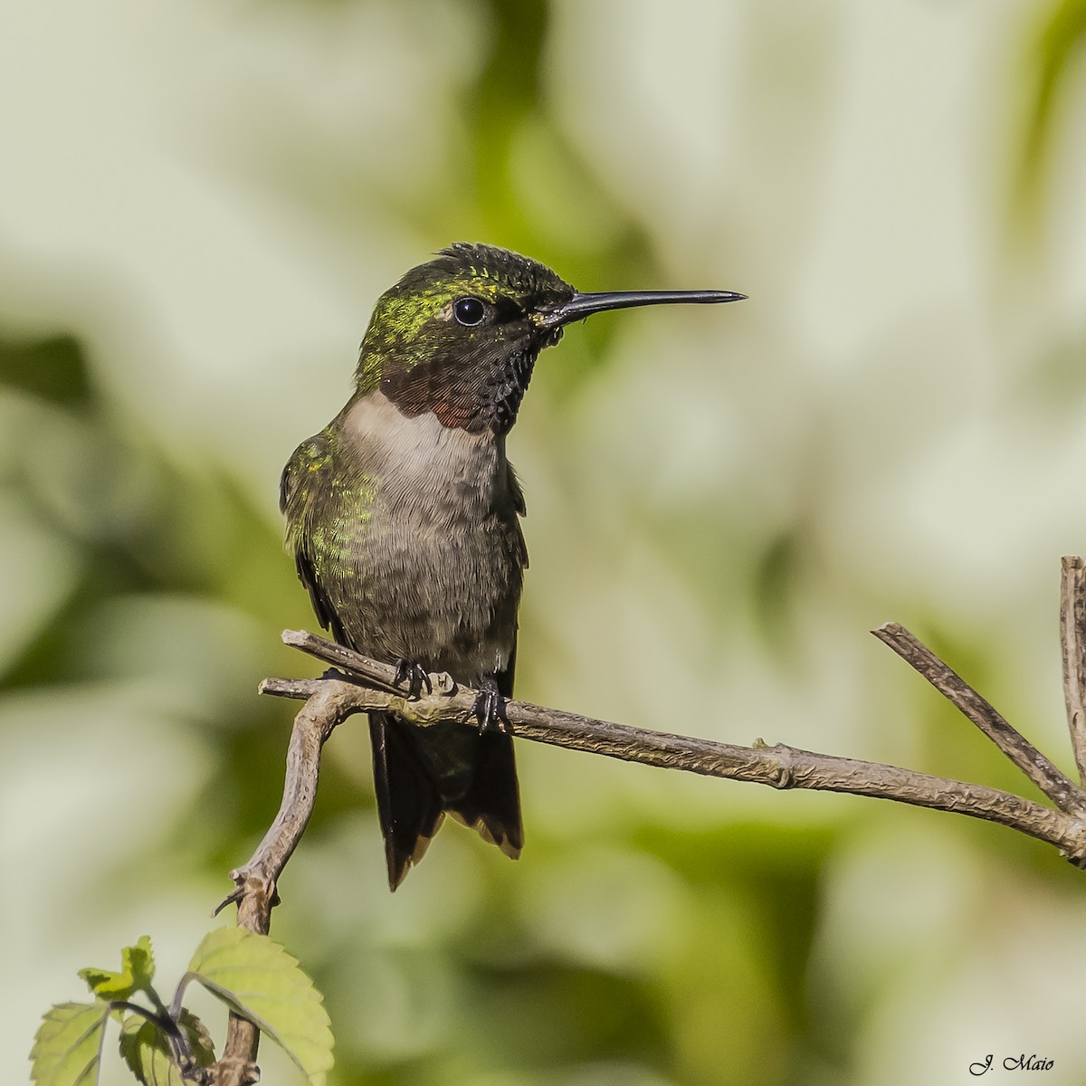 Ruby-throated Hummingbird - ML618531919
