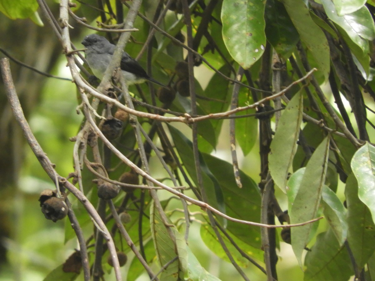 Plain-colored Tanager - ML618531923