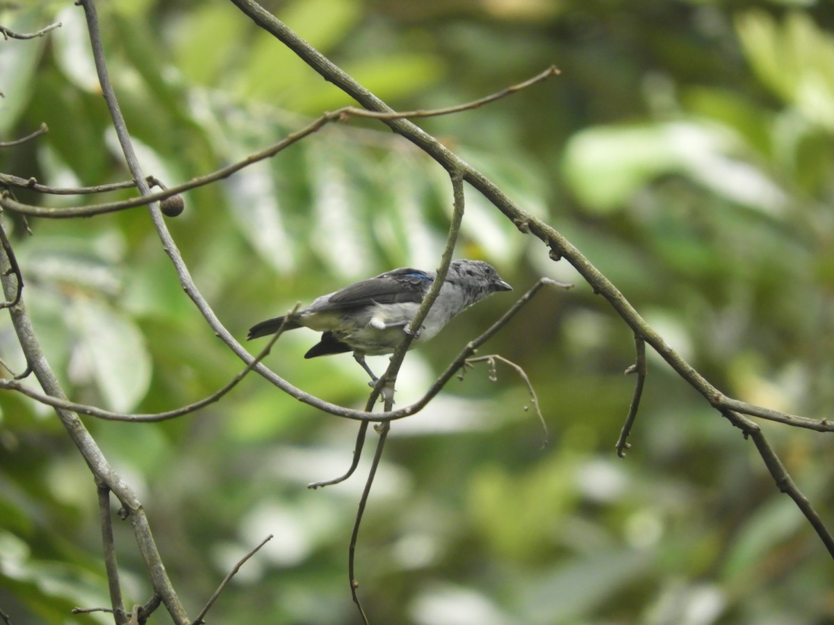 Plain-colored Tanager - ML618531926