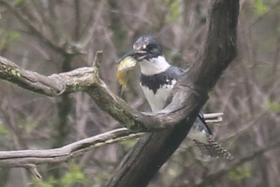 Belted Kingfisher - ML618531928