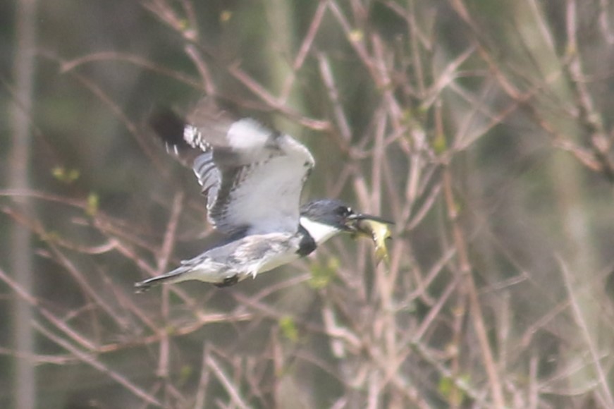 Belted Kingfisher - ML618531929