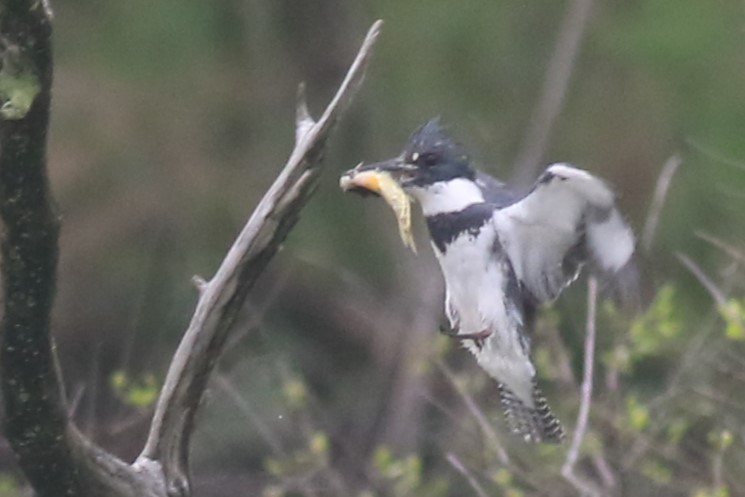 Belted Kingfisher - ML618531930
