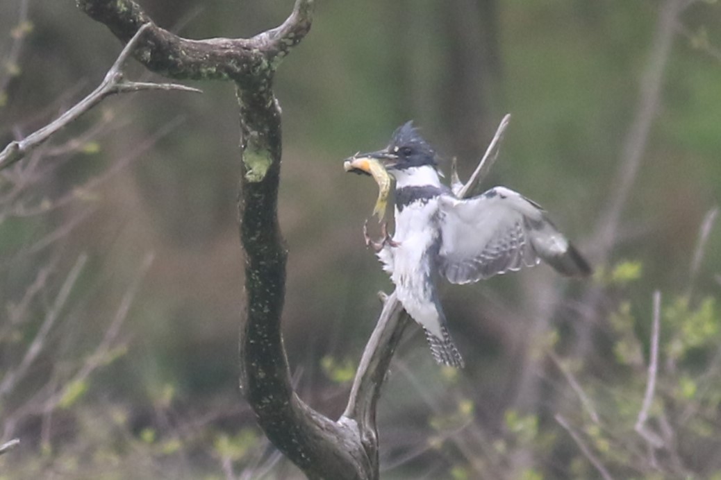 Belted Kingfisher - ML618531931
