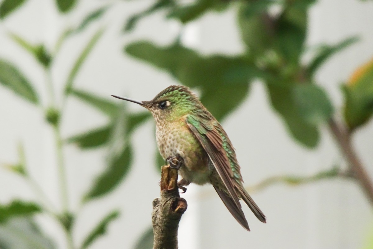 Green-backed Firecrown - ML618531941