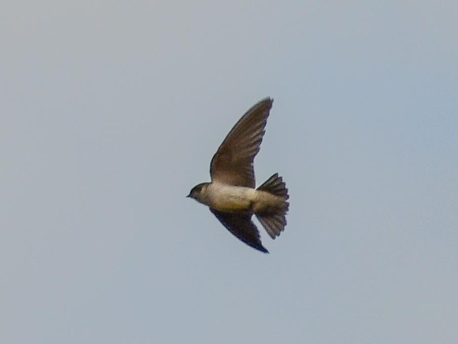 White-throated Swift - ML618531962