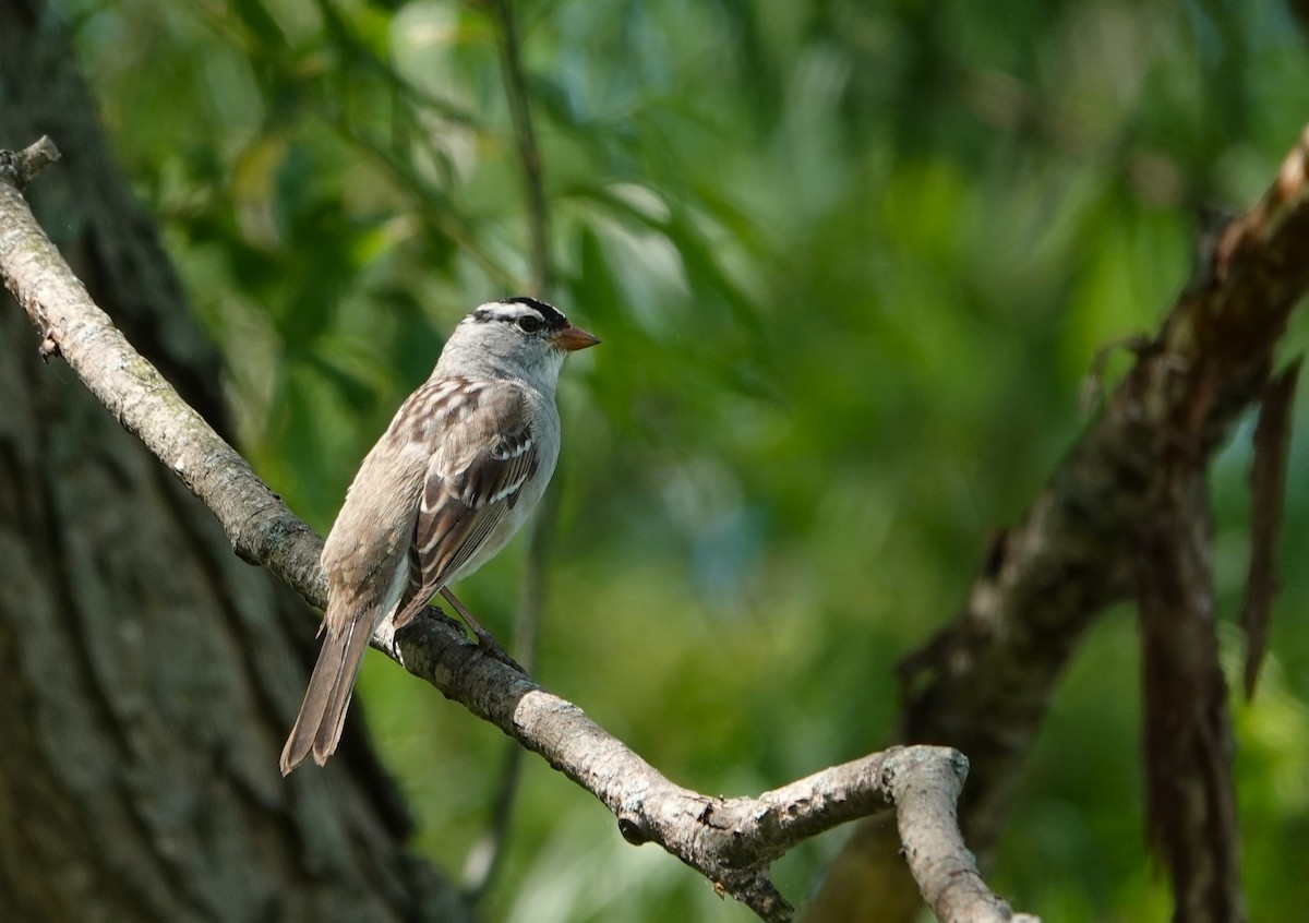White-crowned Sparrow - ML618531987