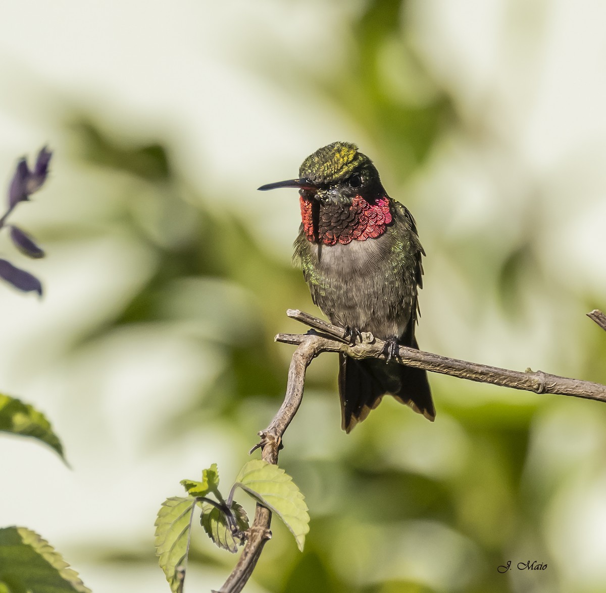 Ruby-throated Hummingbird - ML618531993