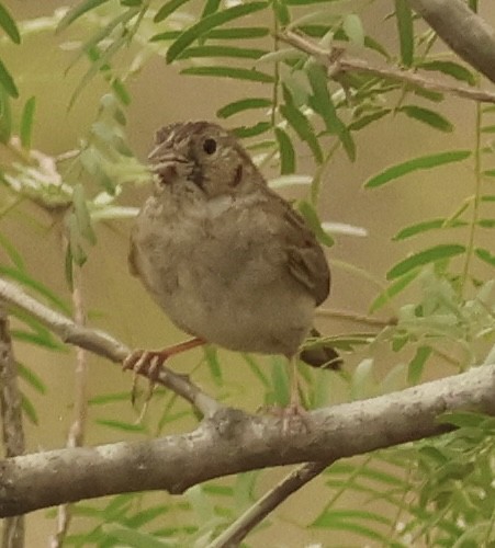 Cassin's Sparrow - ML618532001