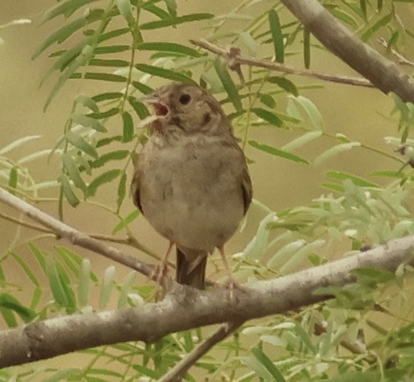Cassin's Sparrow - ML618532002