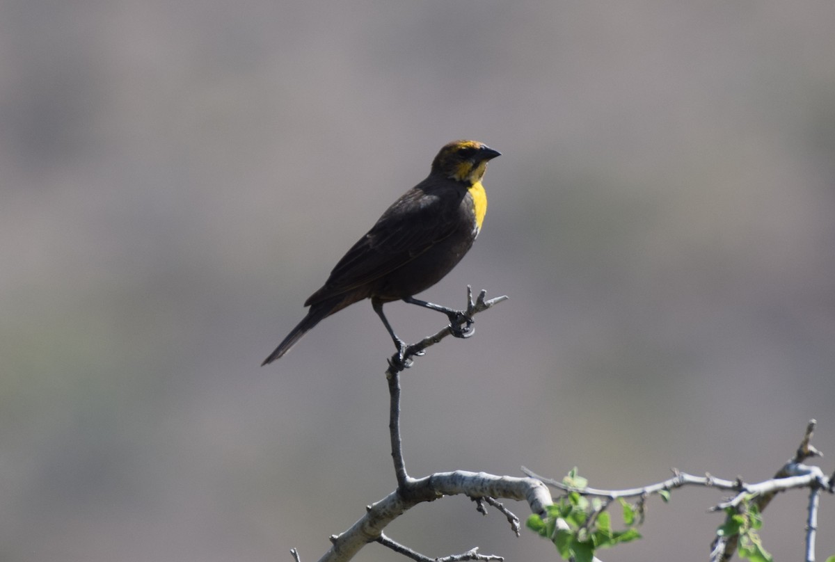 Yellow-headed Blackbird - ML618532036