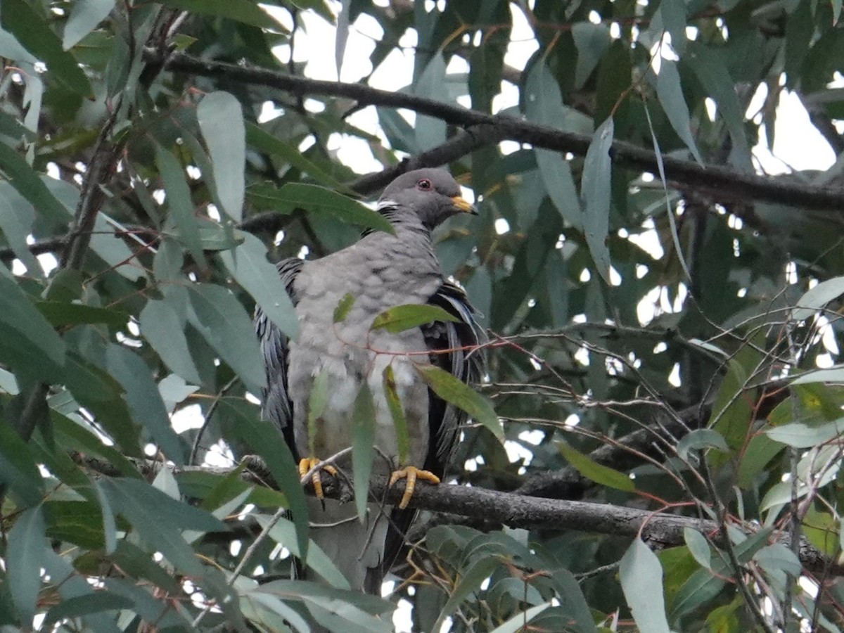 Band-tailed Pigeon - ML618532047