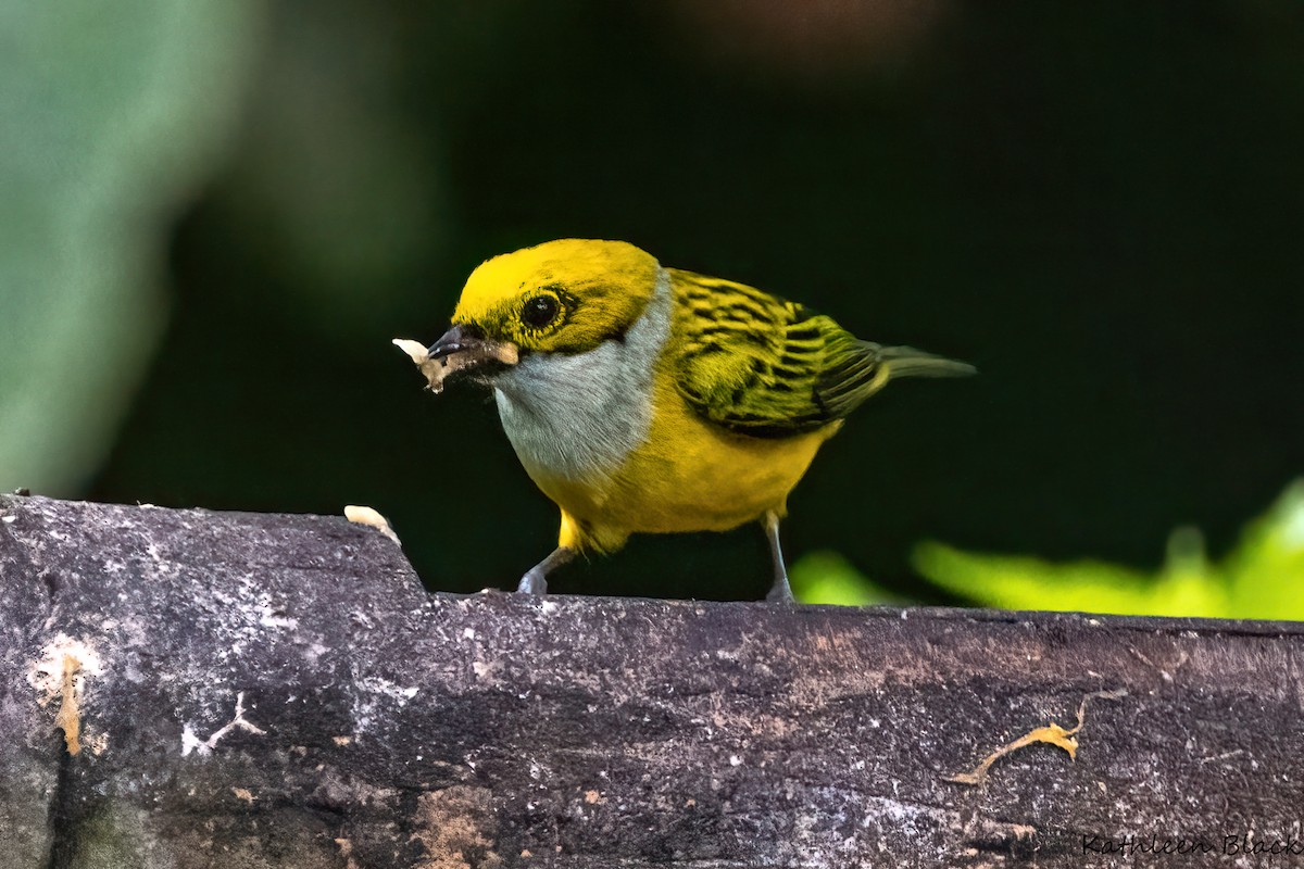 Silver-throated Tanager - Kathleen Black