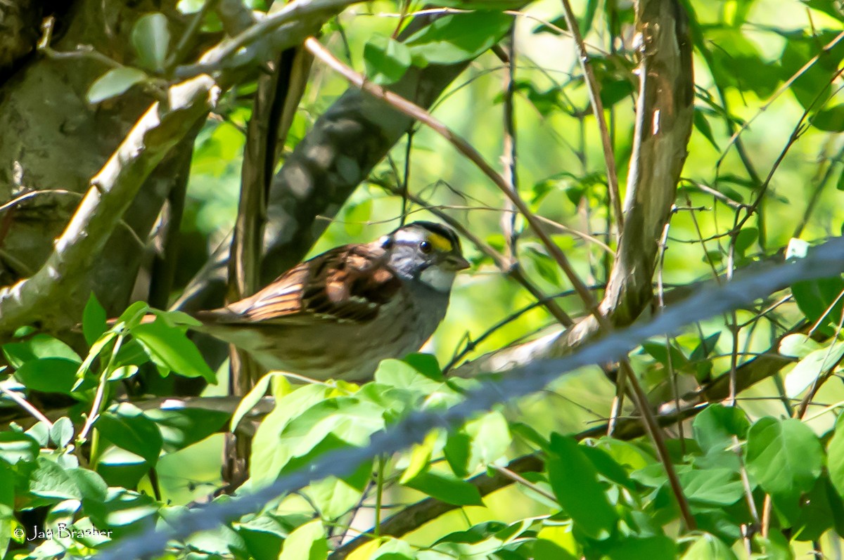 White-throated Sparrow - ML618532058