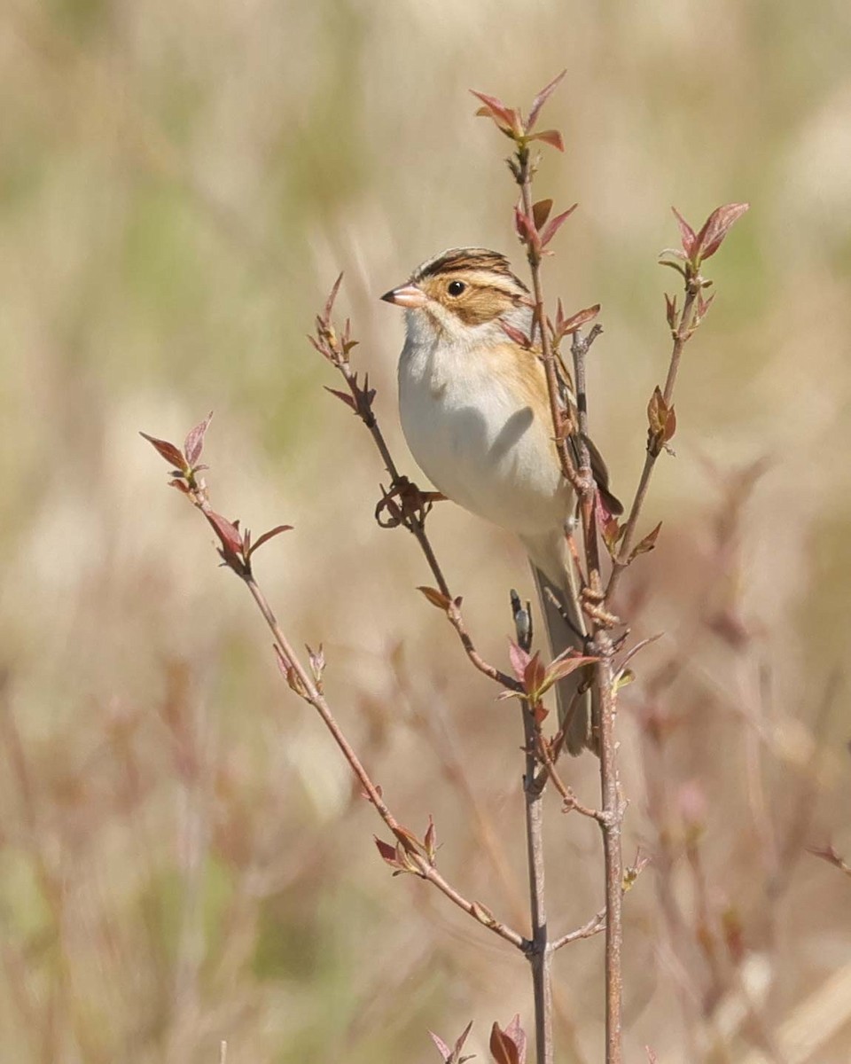 Clay-colored Sparrow - ML618532061