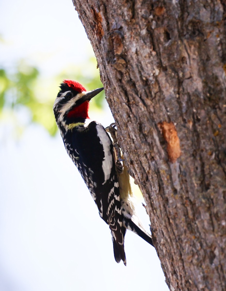 Yellow-bellied Sapsucker - Kevin Halling