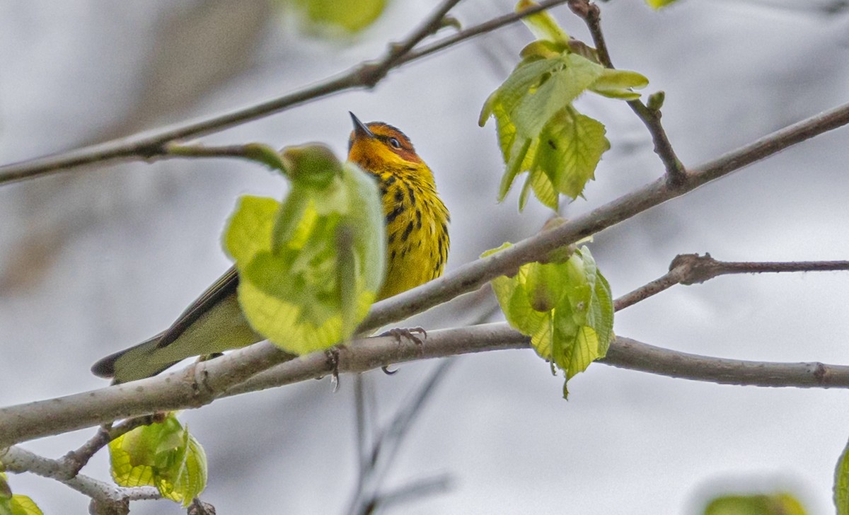 Cape May Warbler - ML618532073