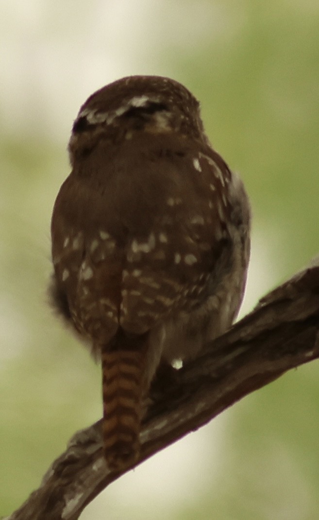 Ferruginous Pygmy-Owl - ML618532089